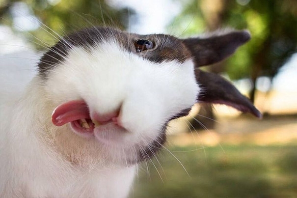 Очаровательные кролики показывающие язык