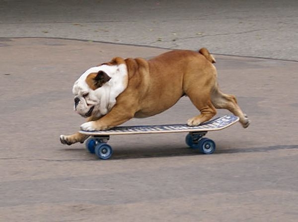 Собака, которая обожает кататься на скейте 