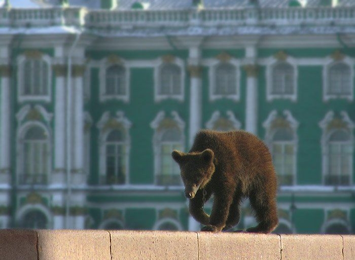 Русские медведи 