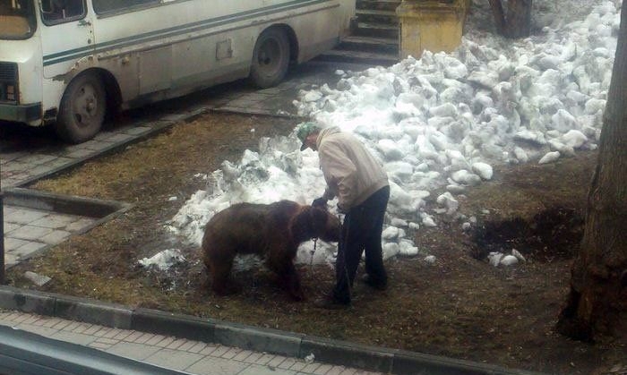 Русские медведи 