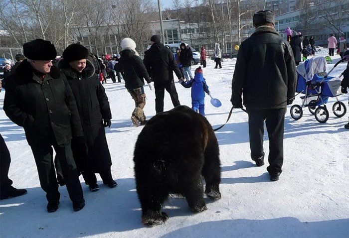 Русские медведи 