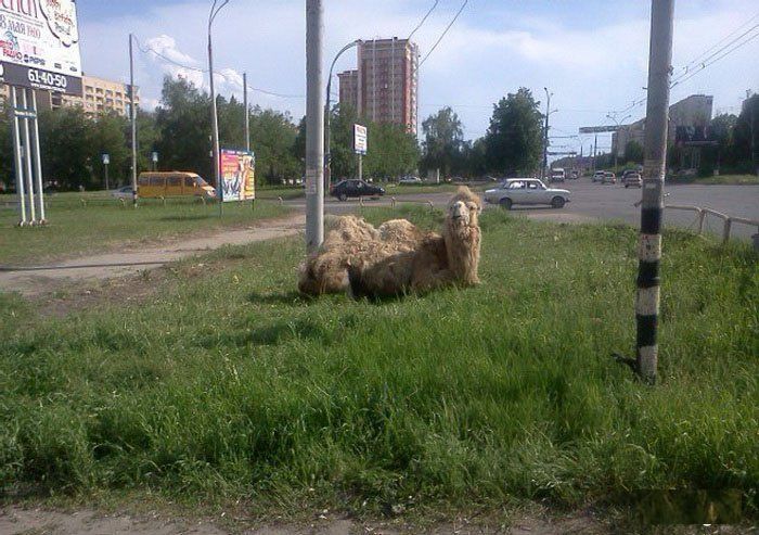 Такое возможно только в России