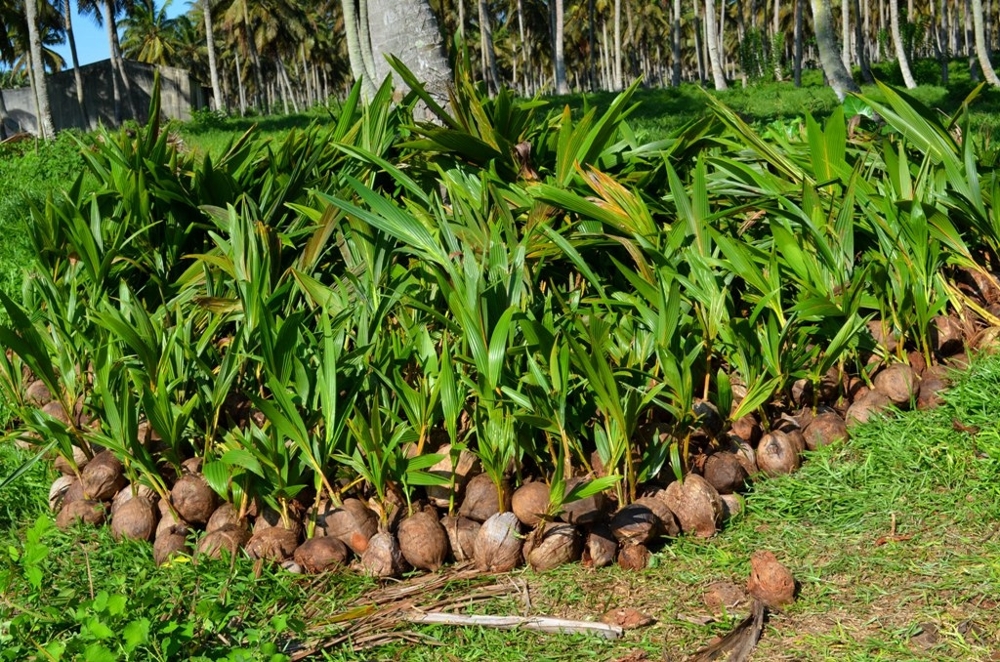 Как производят кокосовое масло на Мадагаскаре