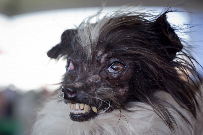 Самая уродливая собака в мире 2014