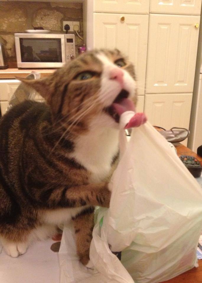 Кот любит пакеты