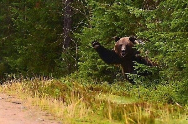  Медведи на все случаи жизни