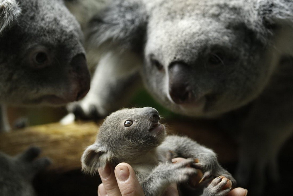 Маленькая коала 