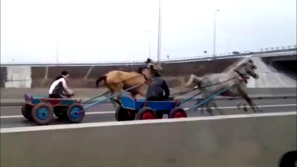 Драг гонки на лошадях