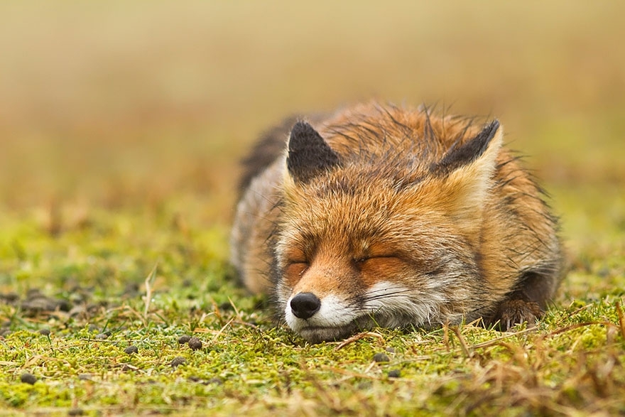 Лисы в дикой природе. Фотографии Roeselien Raimond