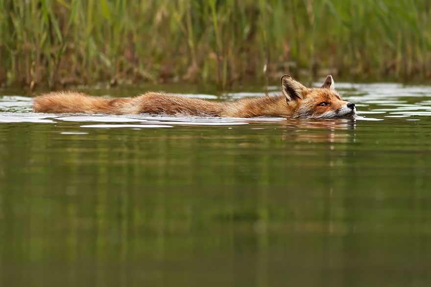 Лисы в дикой природе. Фотографии Roeselien Raimond