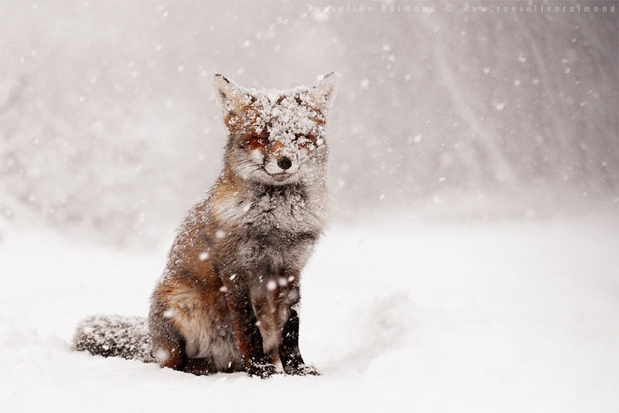 Лисы в дикой природе. Фотографии Roeselien Raimond