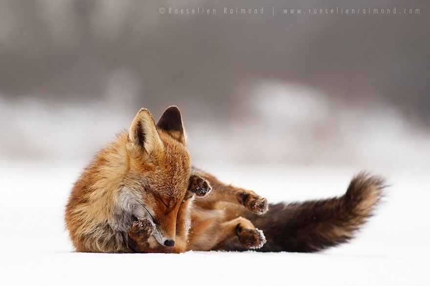 Лисы в дикой природе. Фотографии Roeselien Raimond