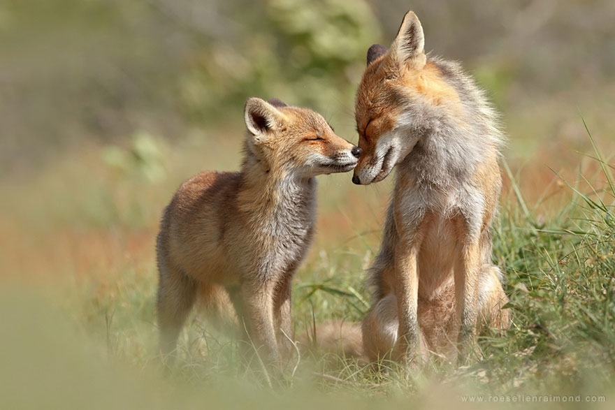 Лисы в дикой природе. Фотографии Roeselien Raimond