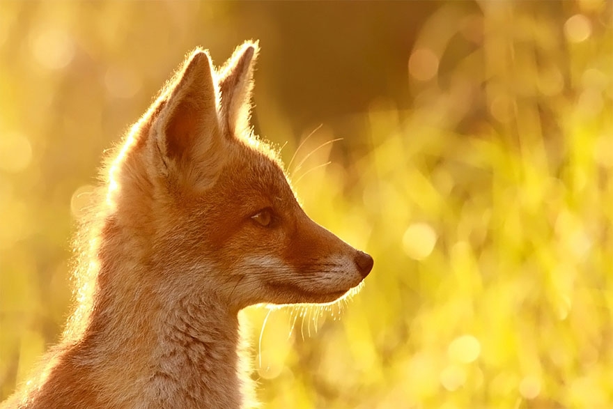 Лисы в дикой природе. Фотографии Roeselien Raimond