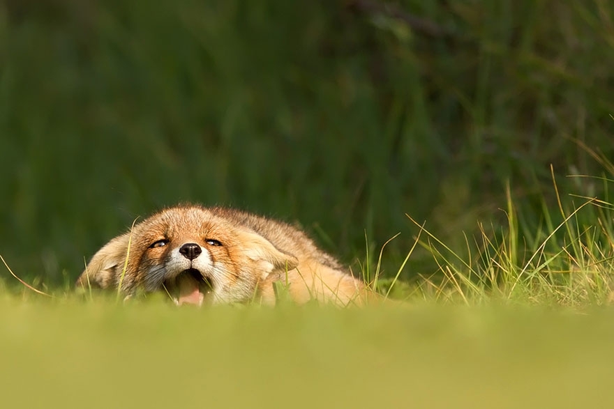 Лисы в дикой природе. Фотографии Roeselien Raimond