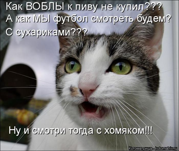 Лучшие котоматрицы недели 