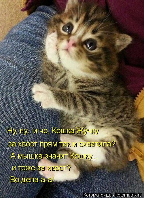 Лучшие котоматрицы недели 