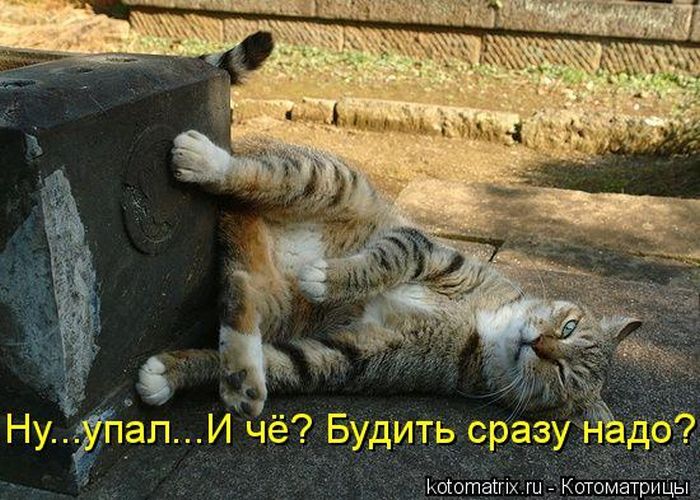 Лучшие котоматрицы недели 