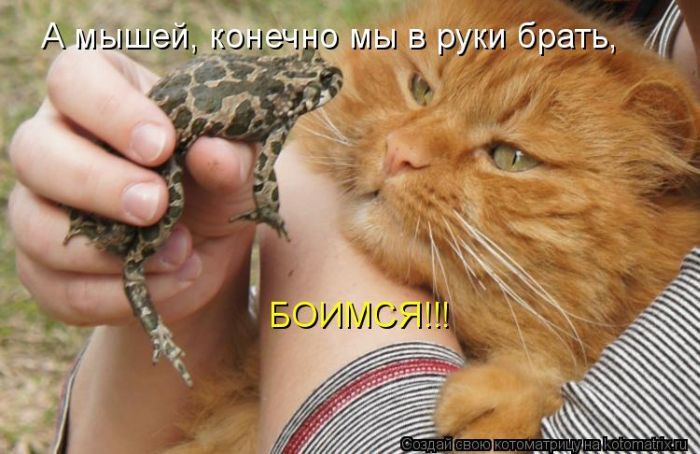 Лучшие котоматрицы недели 