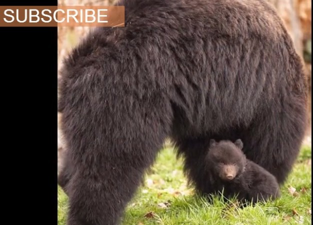 В швейцарском зоопарке убили здорового медвежонка