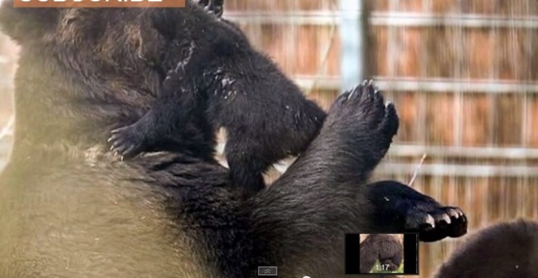 В швейцарском зоопарке убили здорового медвежонка