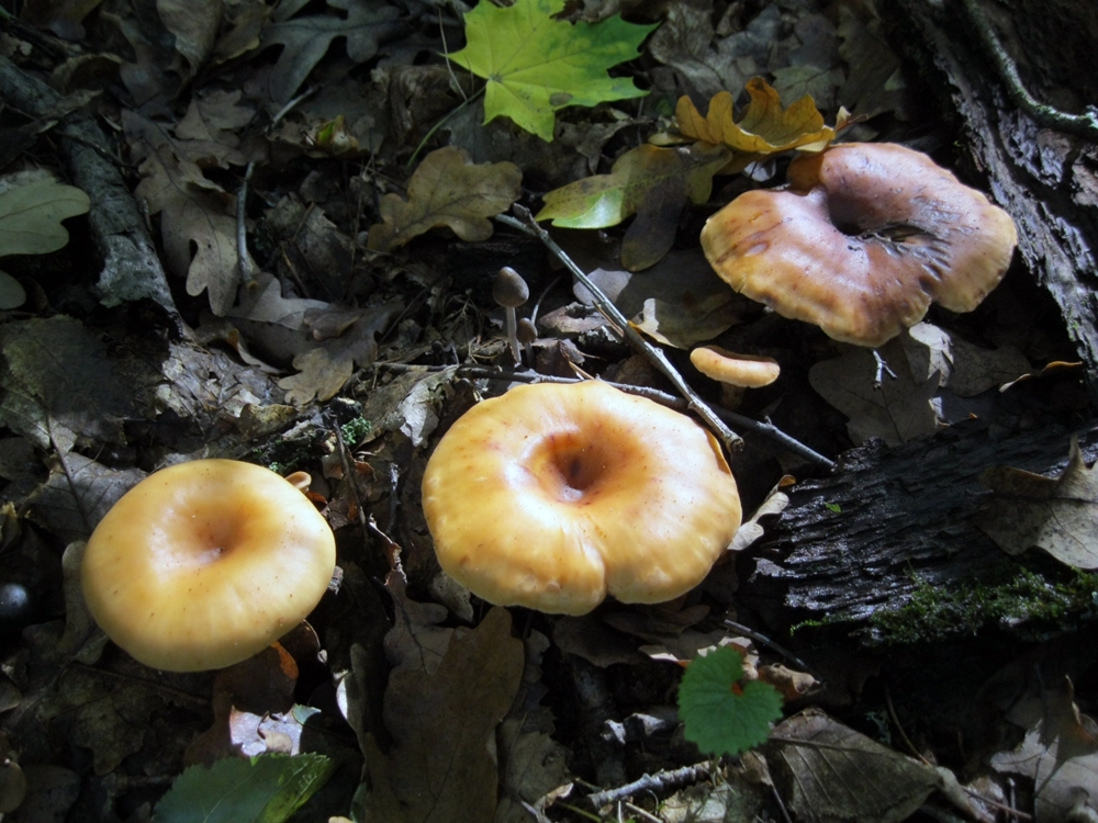 Осенние прогулки в поисках грибов
