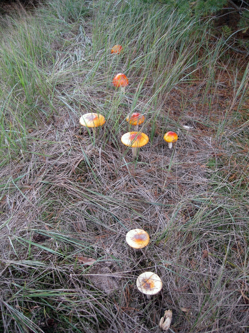 Осенние прогулки в поисках грибов