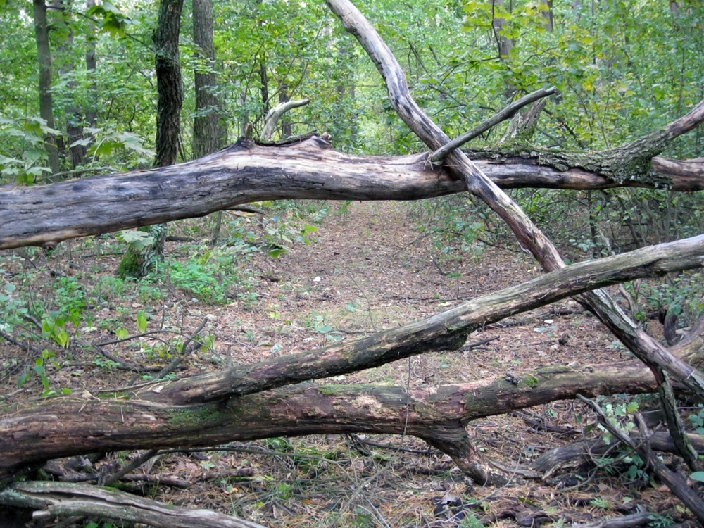 Осенние прогулки в поисках грибов