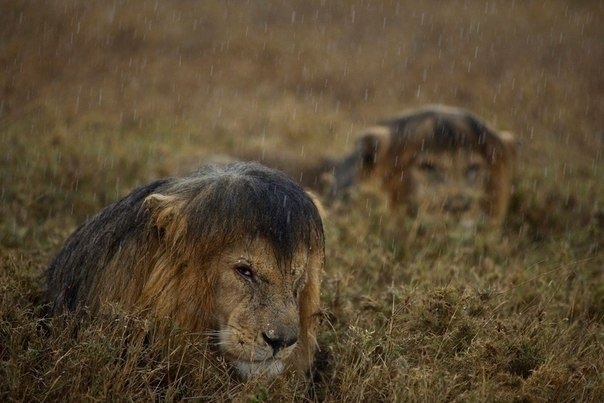 Животные под дождем  