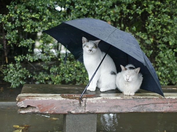 Животные под дождем  