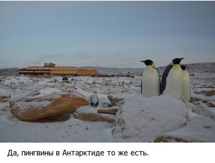 Жизнь в Антарктиде, суровый ледяной континент.