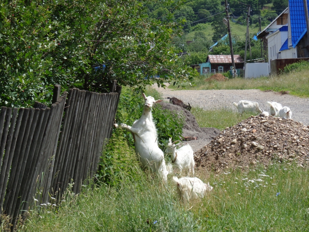 Хитрая коза