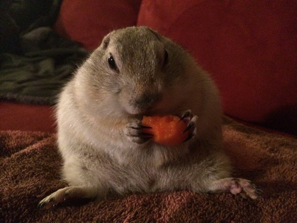 Любитель морковки