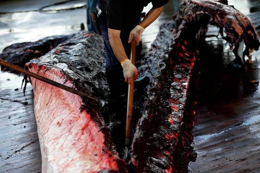 В Японии по традиции зарубили кита на глазах школьников