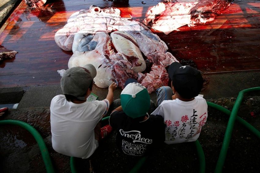 В Японии по традиции зарубили кита на глазах школьников