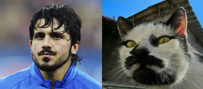 Футболисты очень похожи на котов