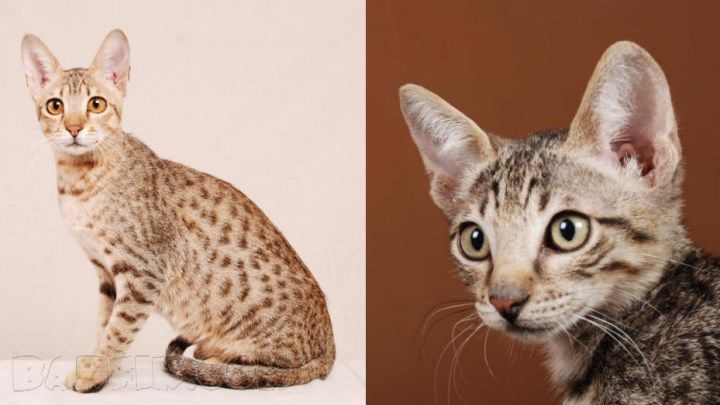 Какие породы котов самые дорогие в мире