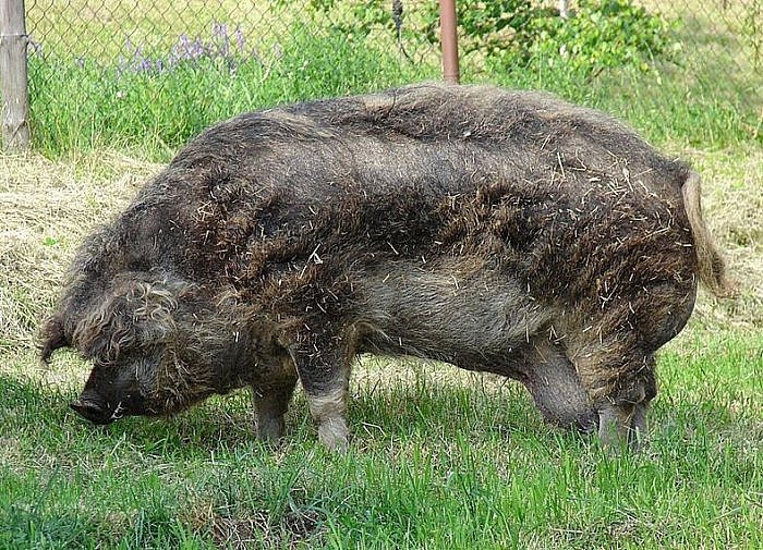 Мангалица – свинья в овечьей шкуре