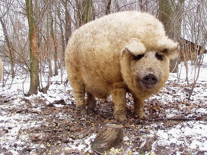 Мангалица – свинья в овечьей шкуре