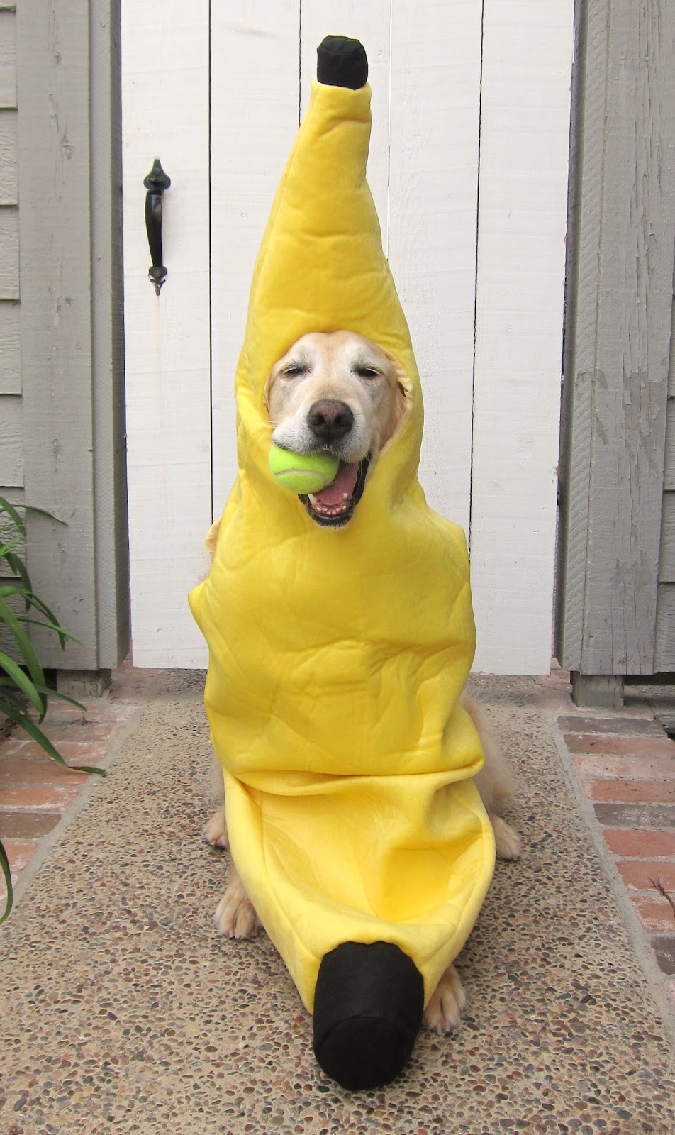 Собака-банан