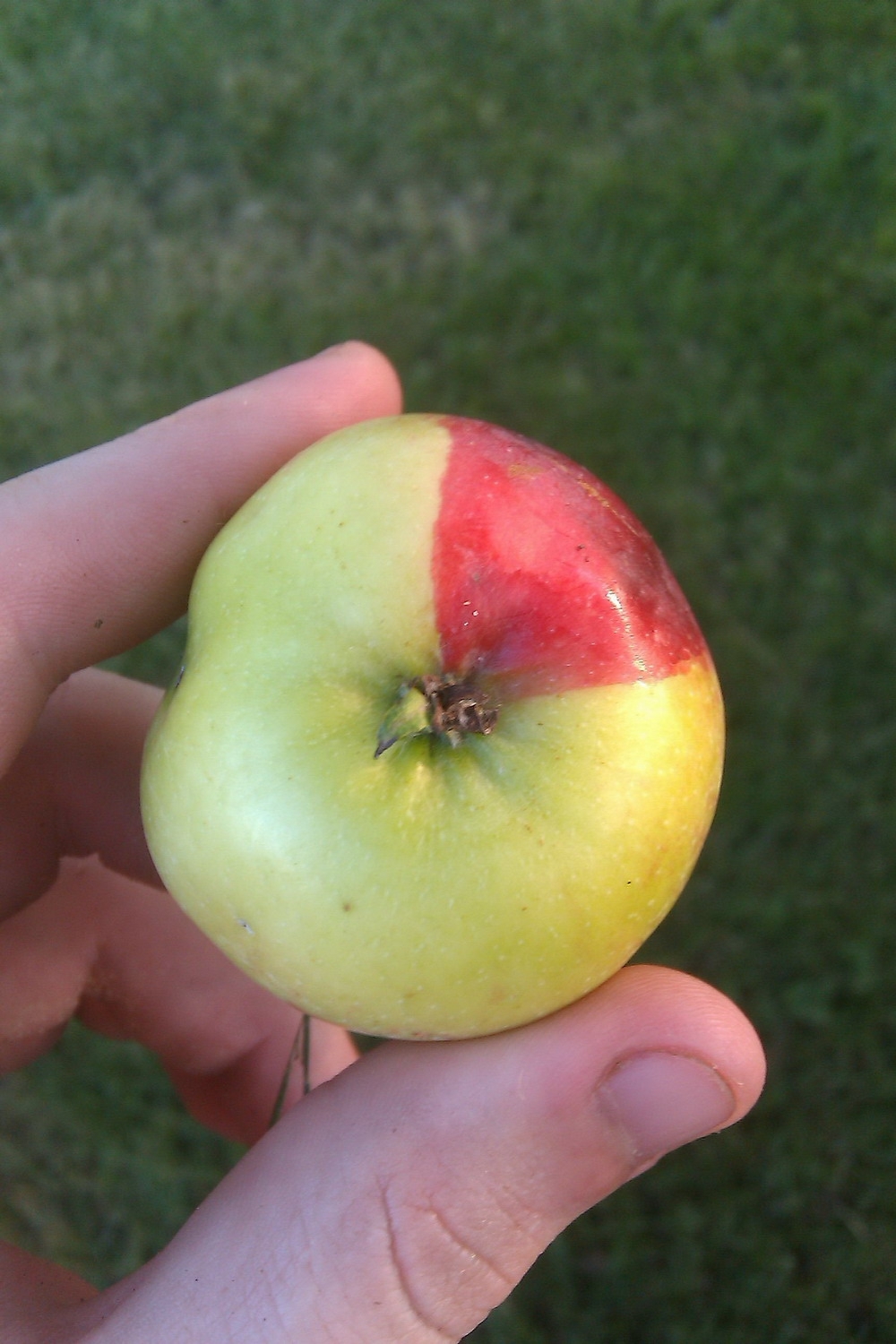 Необычное яблоко