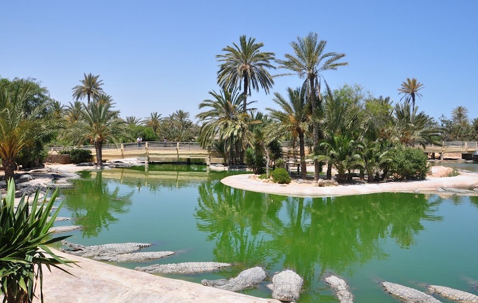 Заповедник крокодилов на острове Джерба: рай для рептилий (Тунис) 