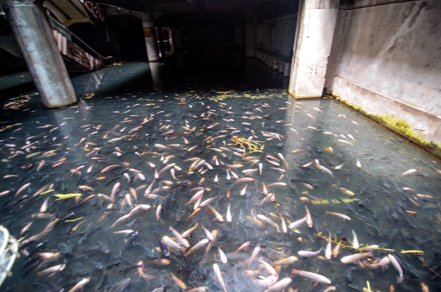 Заброшенный торговый центр в Бангкоке превратилcя в огромный аквариум.