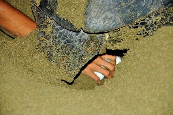 Рождение морских черепашек на пляже Сьюкамадэ в Индонезии