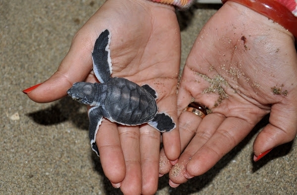 Рождение морских черепашек на пляже Сьюкамадэ в Индонезии