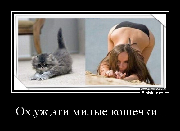 Ох,уж,эти милые кошечки...