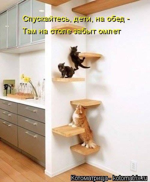 Лучшие котоматрицы недели