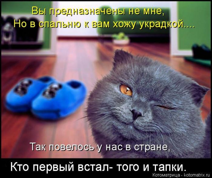 Лучшие котоматрицы недели