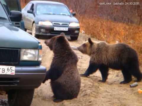 Three Bears (Медведи попрашайки) full.avi 