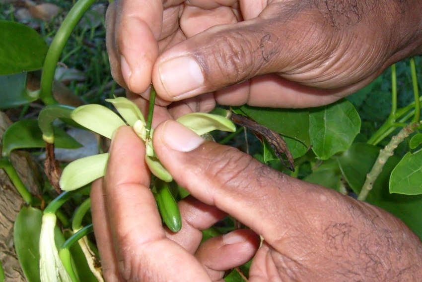 Как выращивают ваниль на Мадагаскаре
